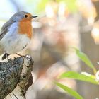 Rotkehlchen - Vogel des Jahres 2021