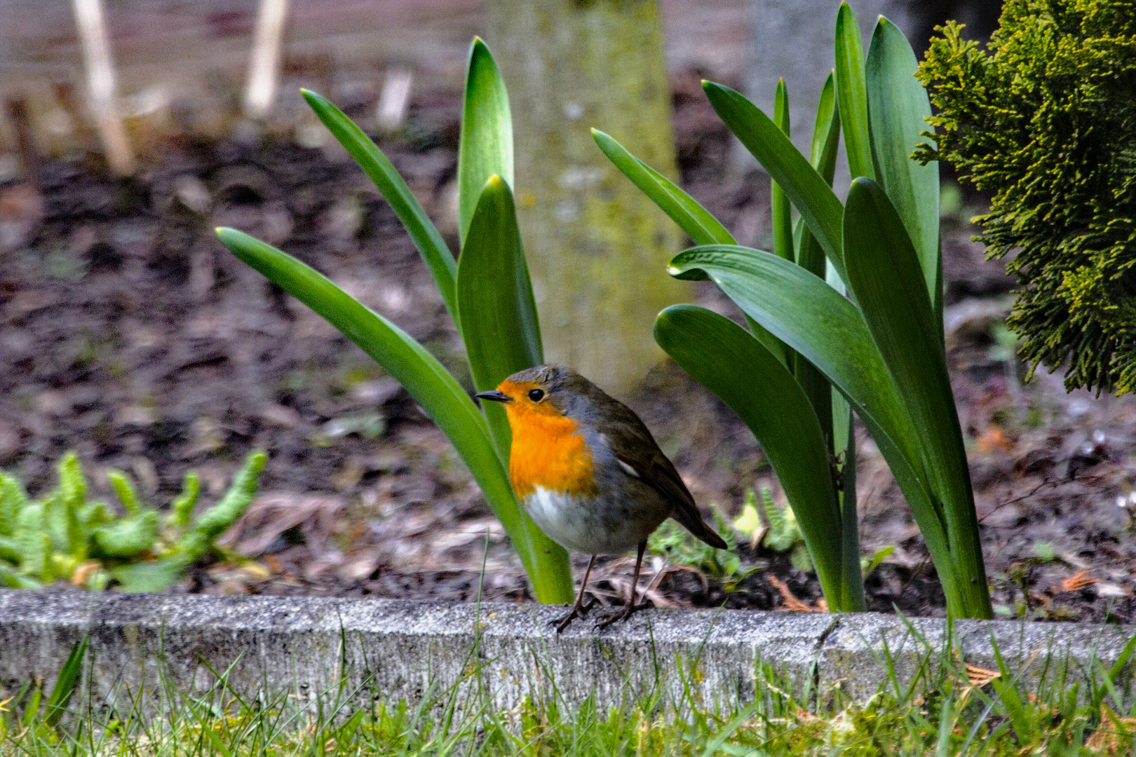 Rotkehlchen Vogel des Jahres 2021