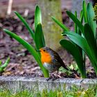 Rotkehlchen Vogel des Jahres 2021