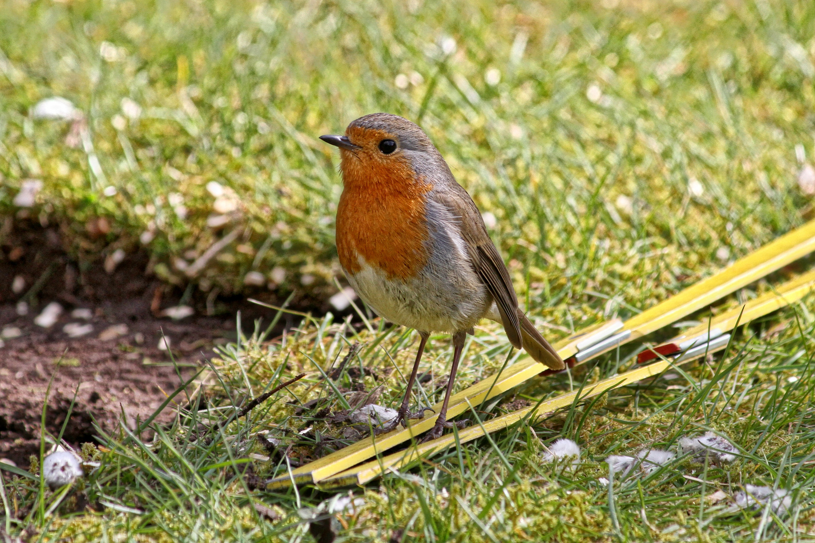 Rotkehlchen -Vogel des Jahres 2021  -  Robin -bird of the year 2021