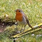 Rotkehlchen -Vogel des Jahres 2021  -  Robin -bird of the year 2021