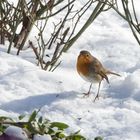 Rotkehlchen Vogel des Jahres