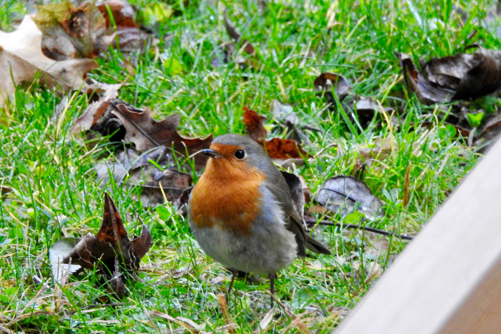 Rotkehlchen vom 11.01.2018