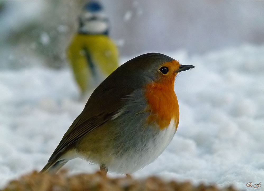 Rotkehlchen vor Blaumeise