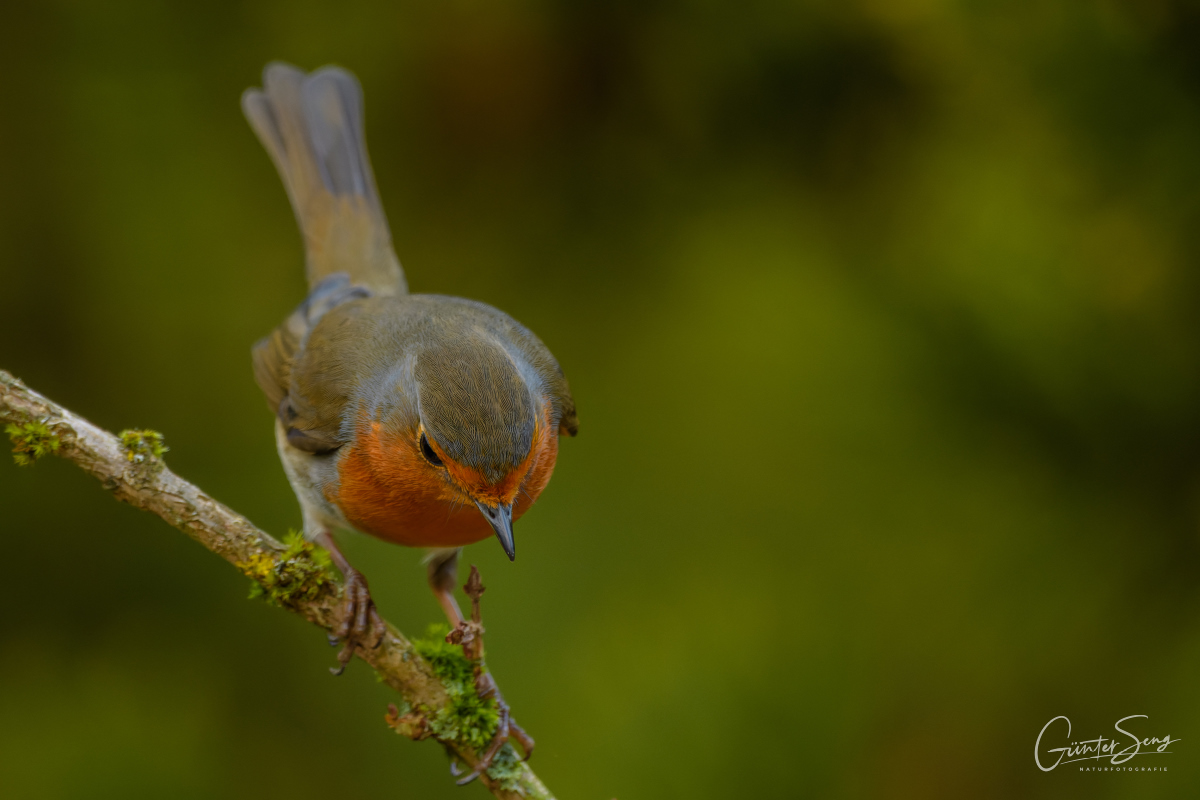 Rotkehlchen vor dem Abflug