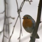 Rotkehlchen vor dem Fenster,...