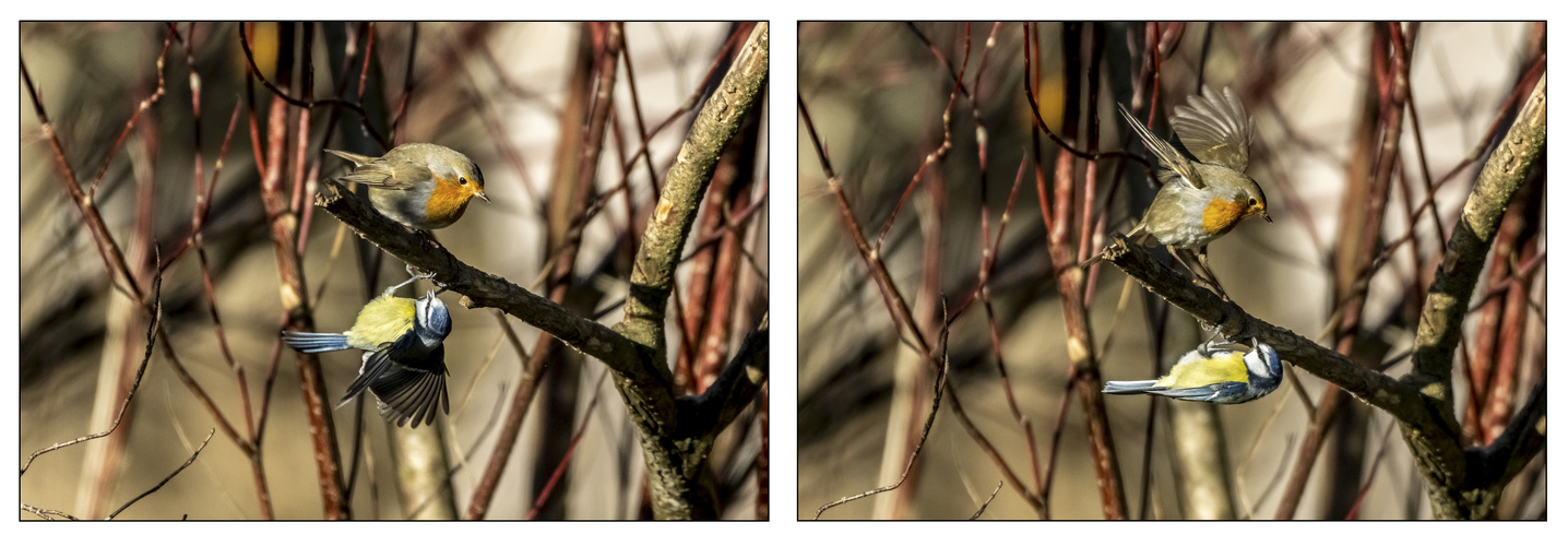 Rotkehlchen vs Blaumeise