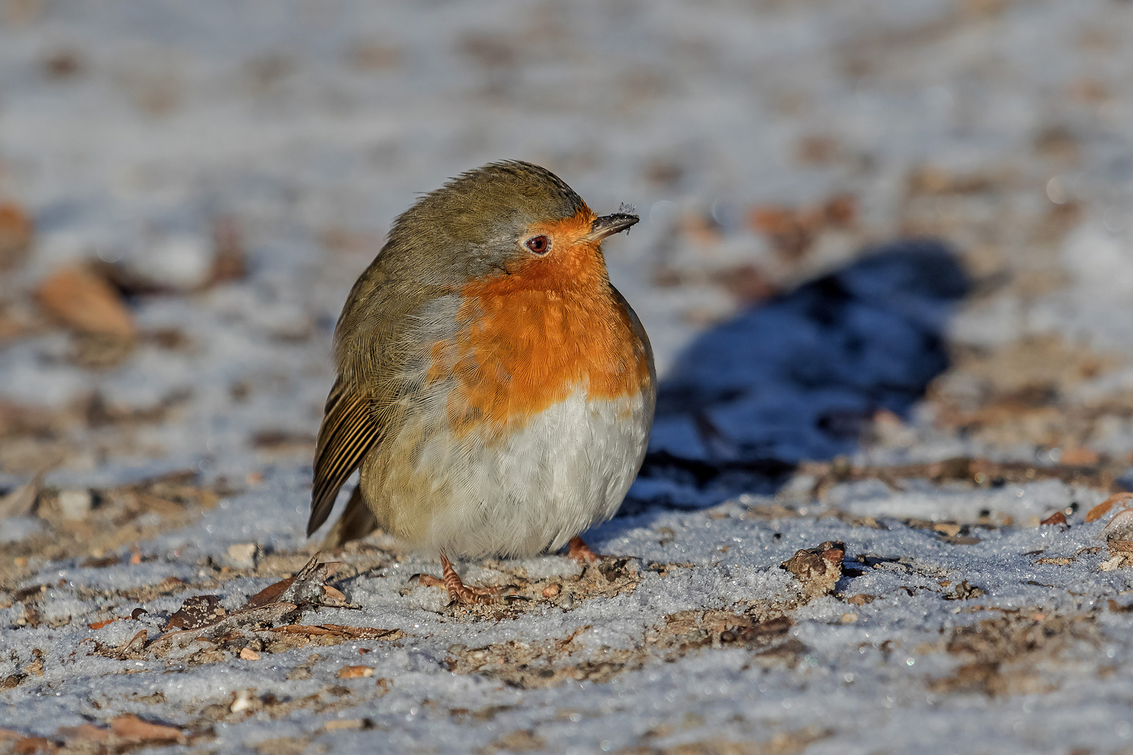 Rotkehlchen wärmt sich in der Sonne