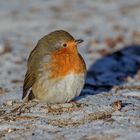 Rotkehlchen wärmt sich in der Sonne