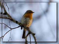 Rotkehlchen wartet auf die Nacht