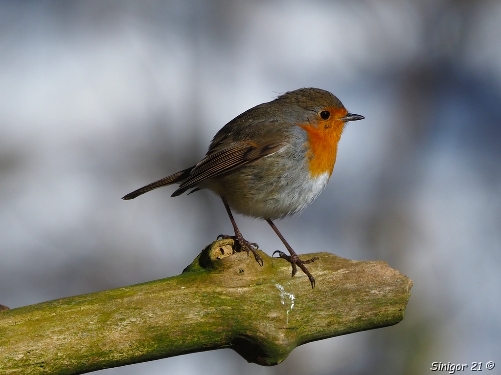 Rotkehlchen wartet auf Frühling