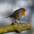 Rotkehlchen wartet auf Frühling