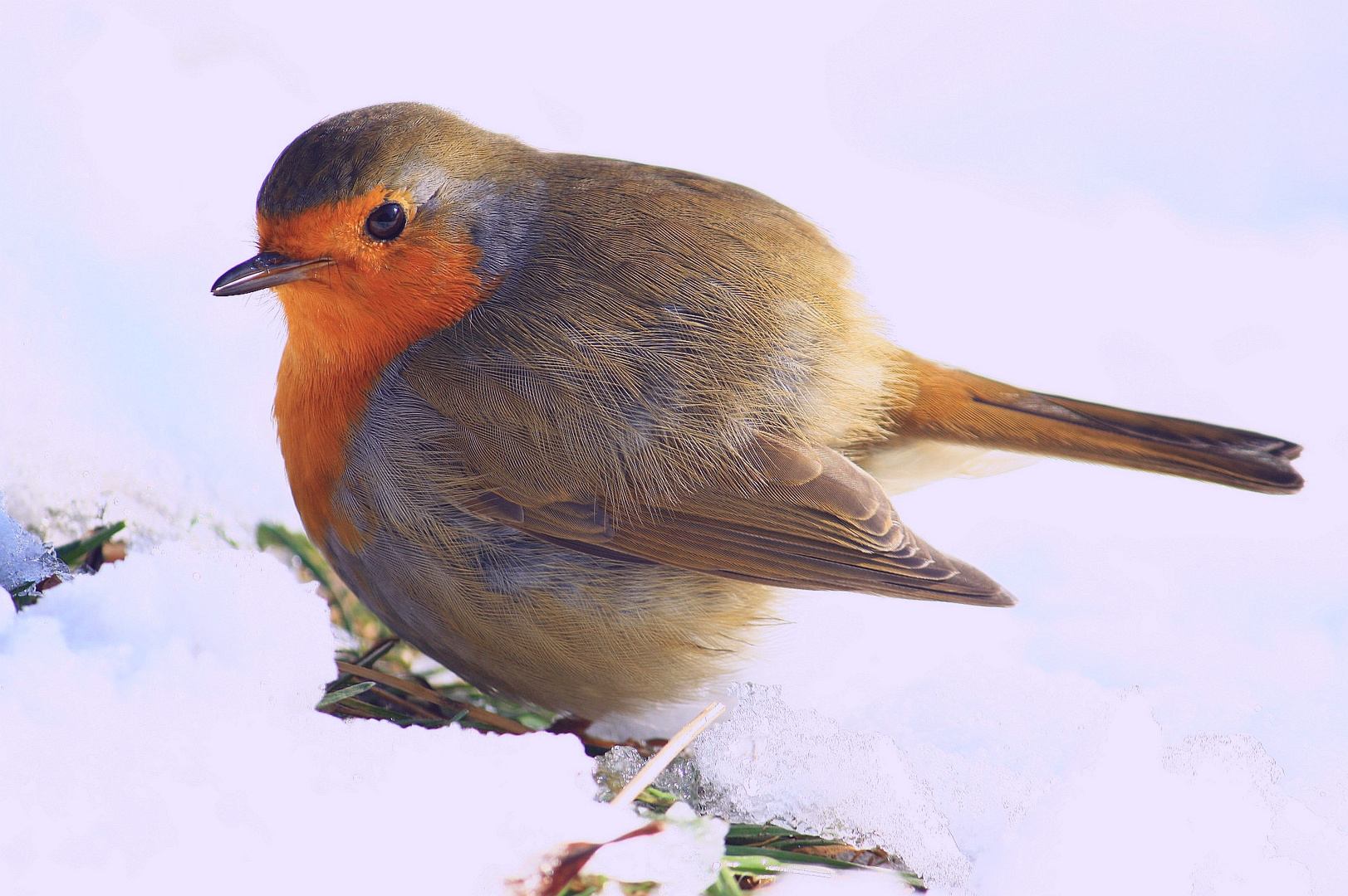 Rotkehlchen - Winter-Version