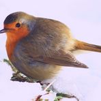 Rotkehlchen - Winter-Version