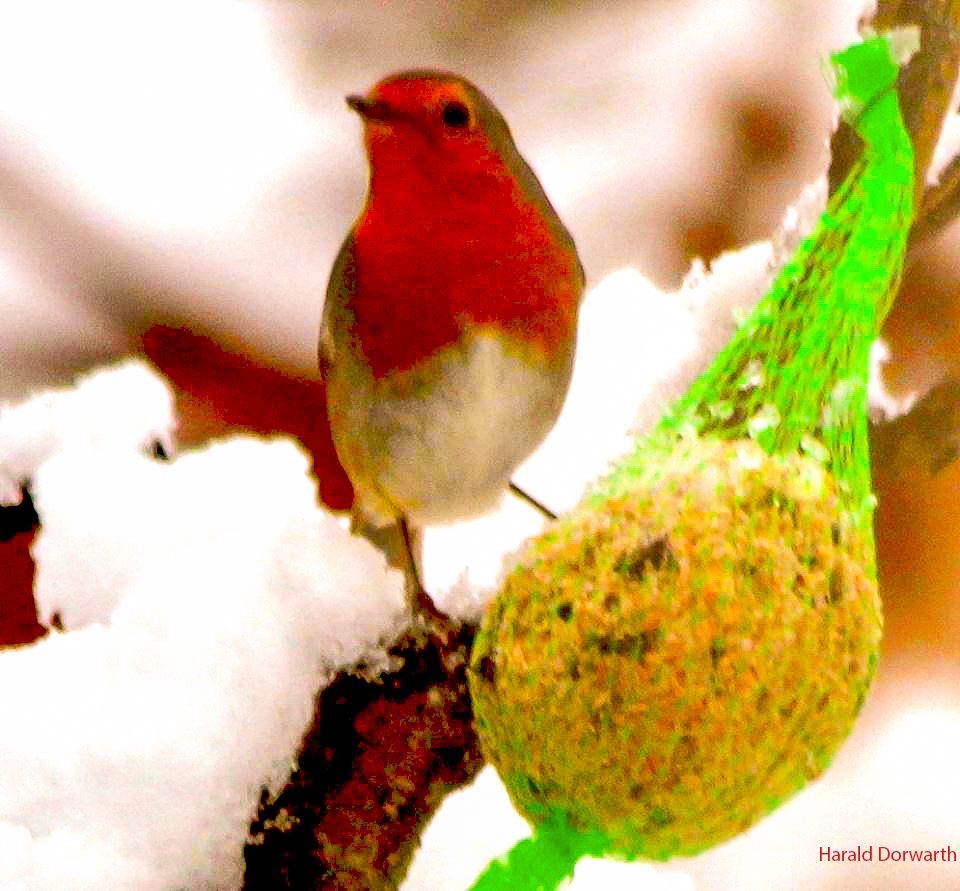 Rotkehlchen Winterfütterung