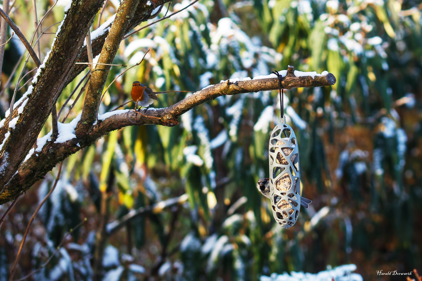 Rotkehlchen Winterfütterung