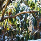 Rotkehlchen Winterfütterung