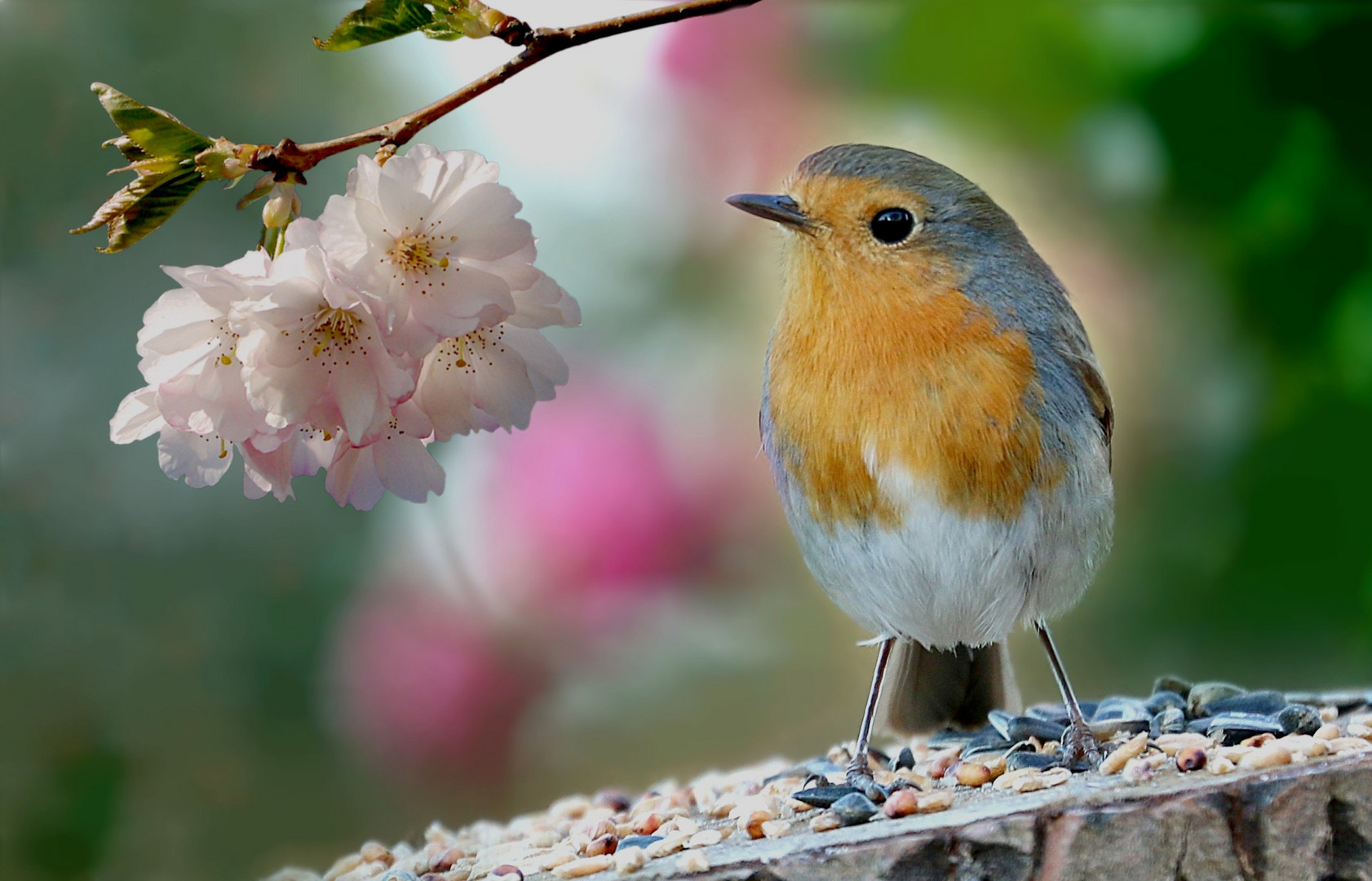 Rotkehlchen wünscht euch allen ein frohes und Osterfest