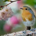 Rotkehlchen wünscht euch allen ein frohes und gesegnetes Osterfest.