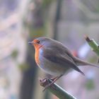 Rotkehlchen zu Besuch