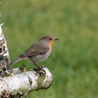 Rotkehlchen zu Besuch