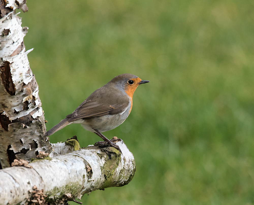 Rotkehlchen zu Besuch