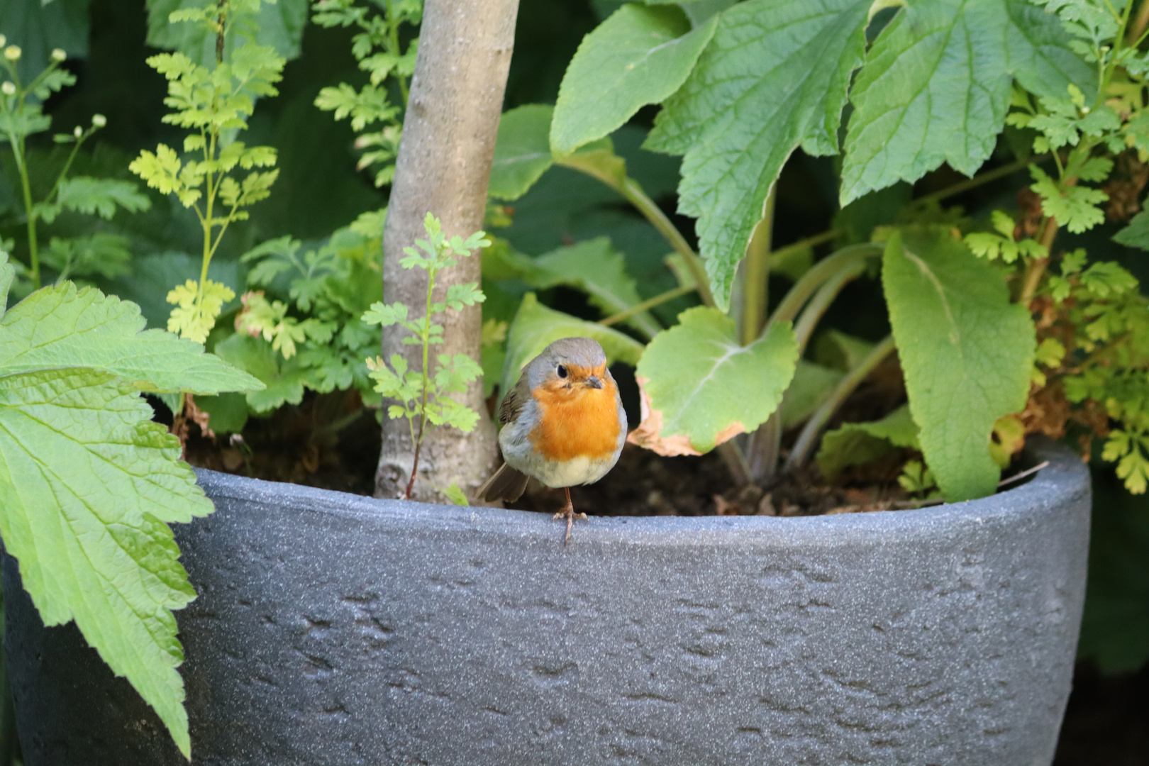 Rotkehlchen zu Besuch