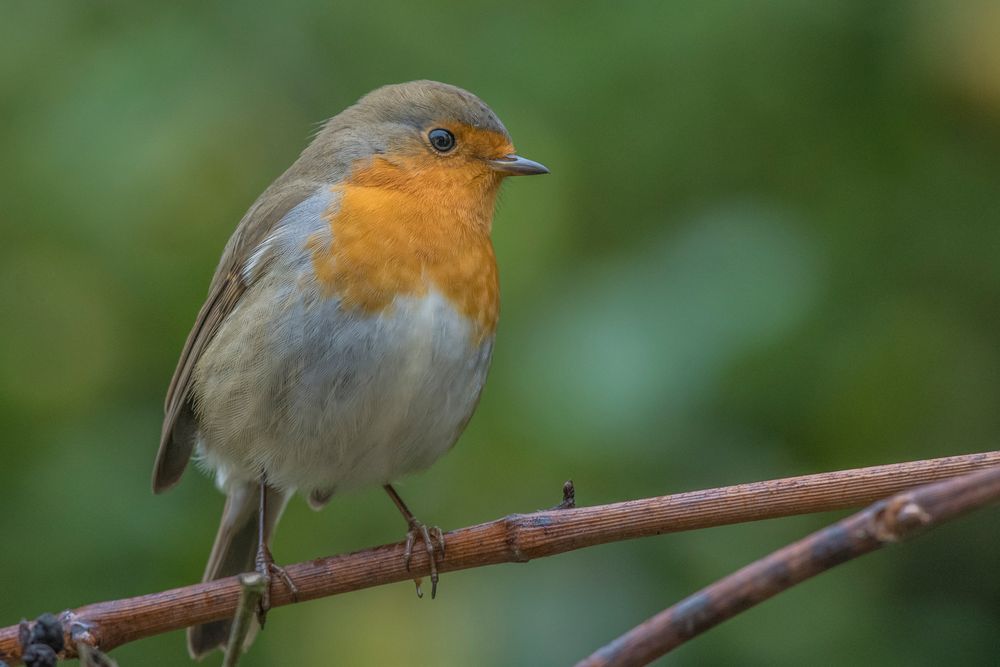 Rotkehlchen_19.10.2019