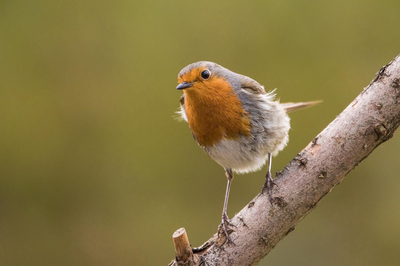 Rotkehlchen(erithacus rubecula)