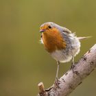 Rotkehlchen(erithacus rubecula)