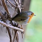 Rotkehlchen(Erithacus rubecula)