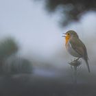 Rotkehlchengesang