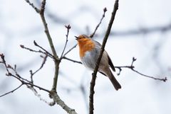 Rotkehlchen_Gesang