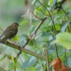 Rotkehlchen,juvenil