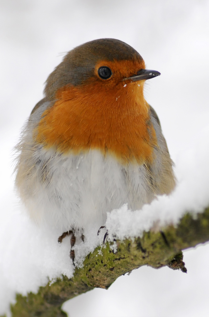 Rotkehlchenportrait im Winter 2010