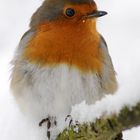 Rotkehlchenportrait im Winter 2010