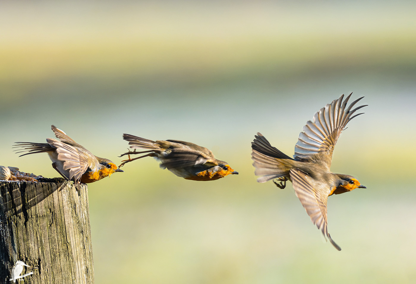 Rotkehlchens Abflug