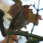 Rotkehlchens Herbstlied 2