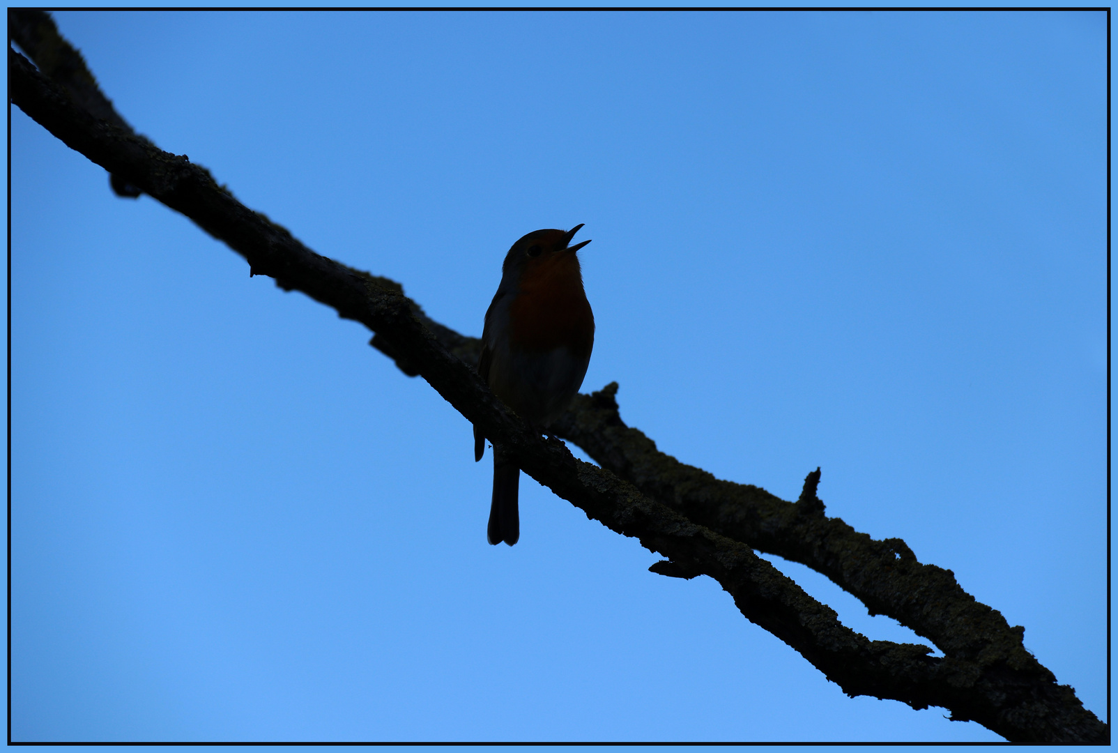 Rotkehlchen.Schatten.m.R.