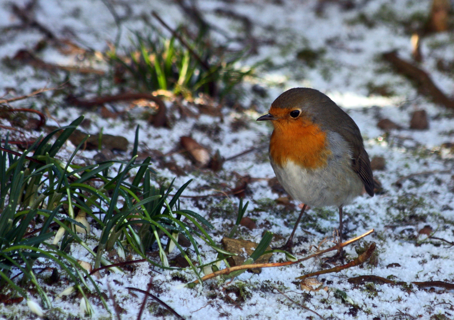 Rotkehlchenwinter....