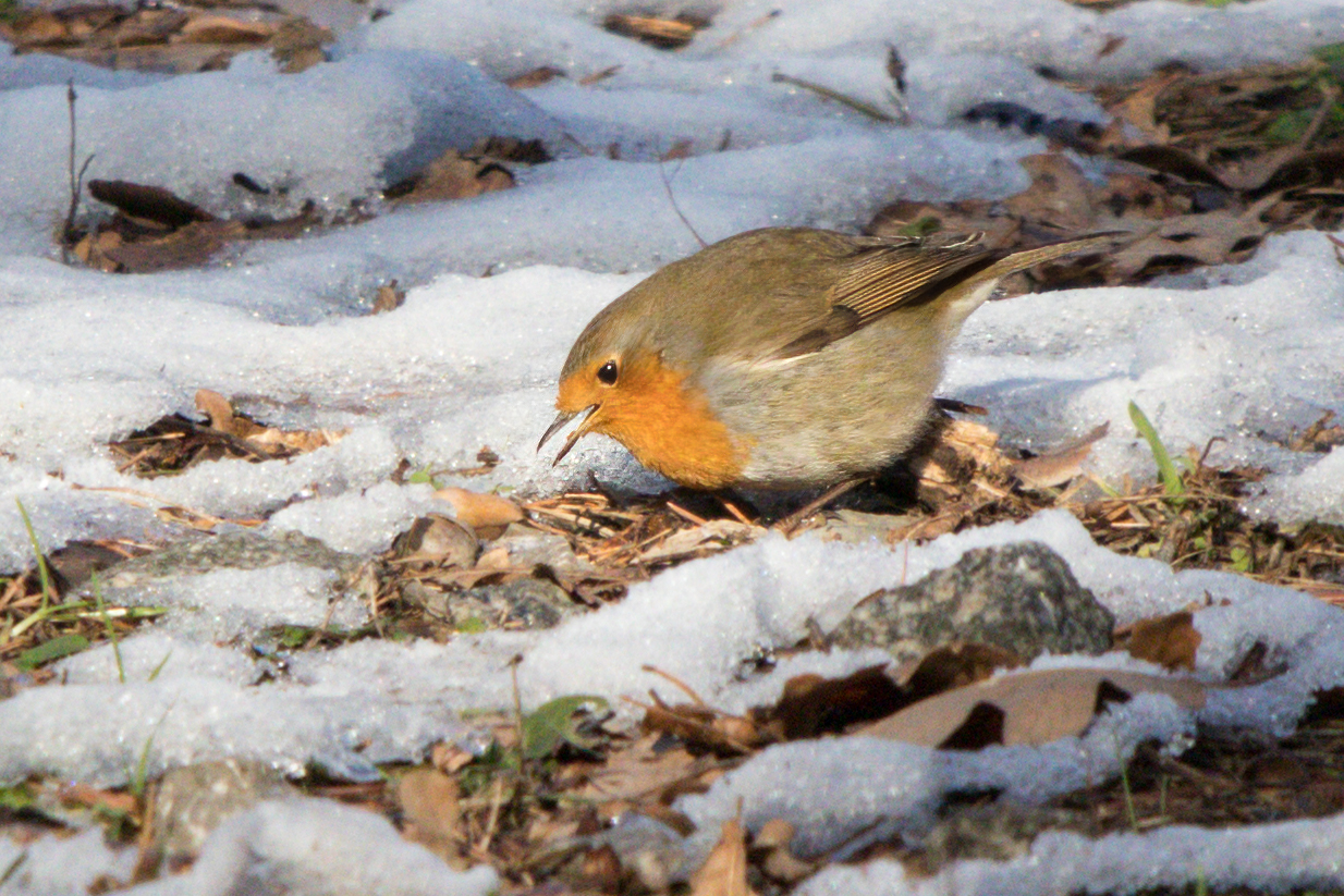 Rotkehlchen@work (Erithacus rubecula)