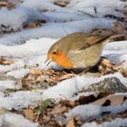 Rotkehlchen@work (Erithacus rubecula)