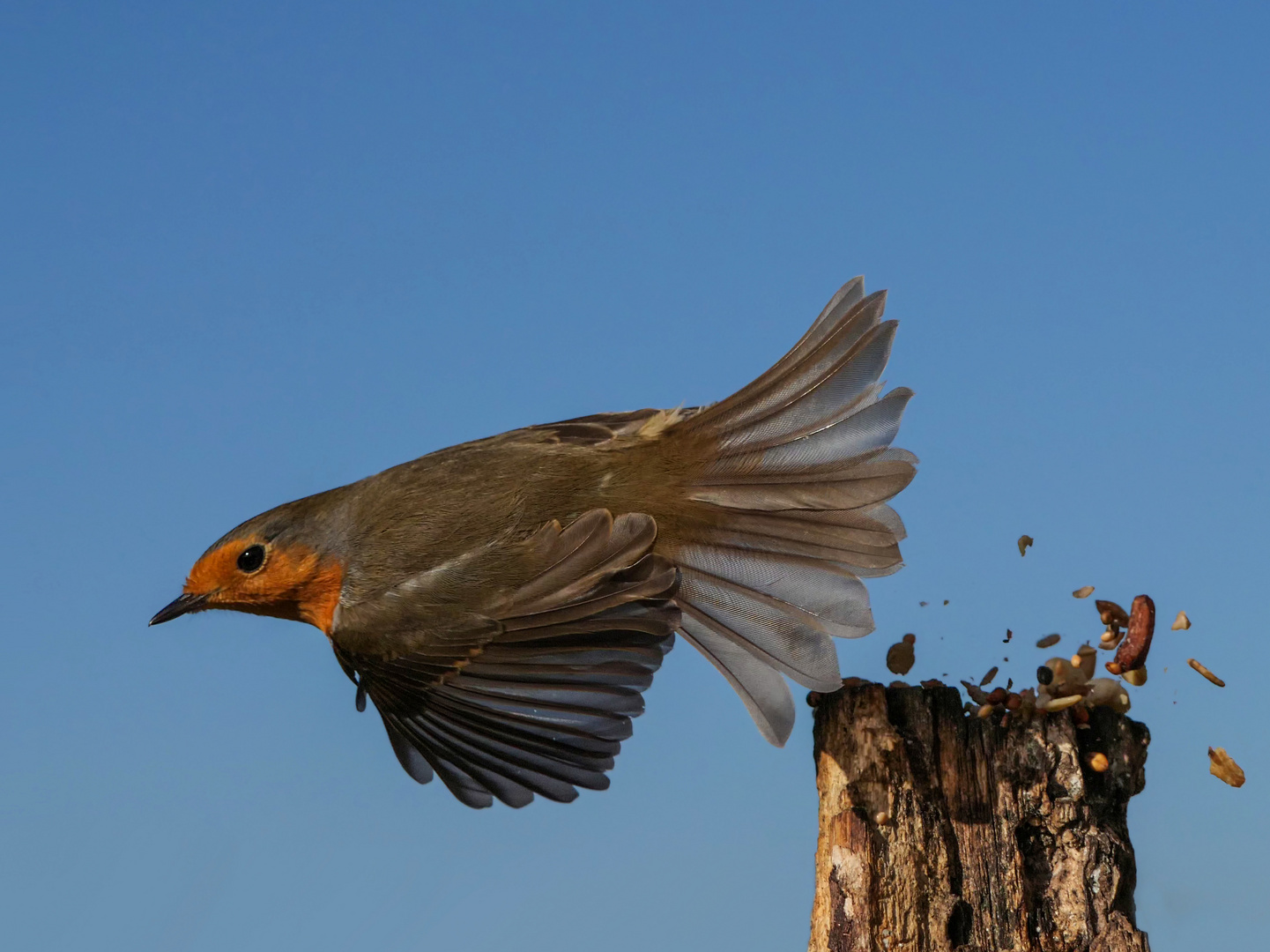 Rotkehlen im Abflug