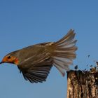 Rotkehlen im Abflug