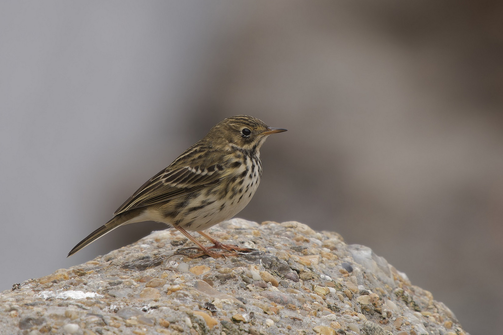 Rotkehlpieper auf Helgoland