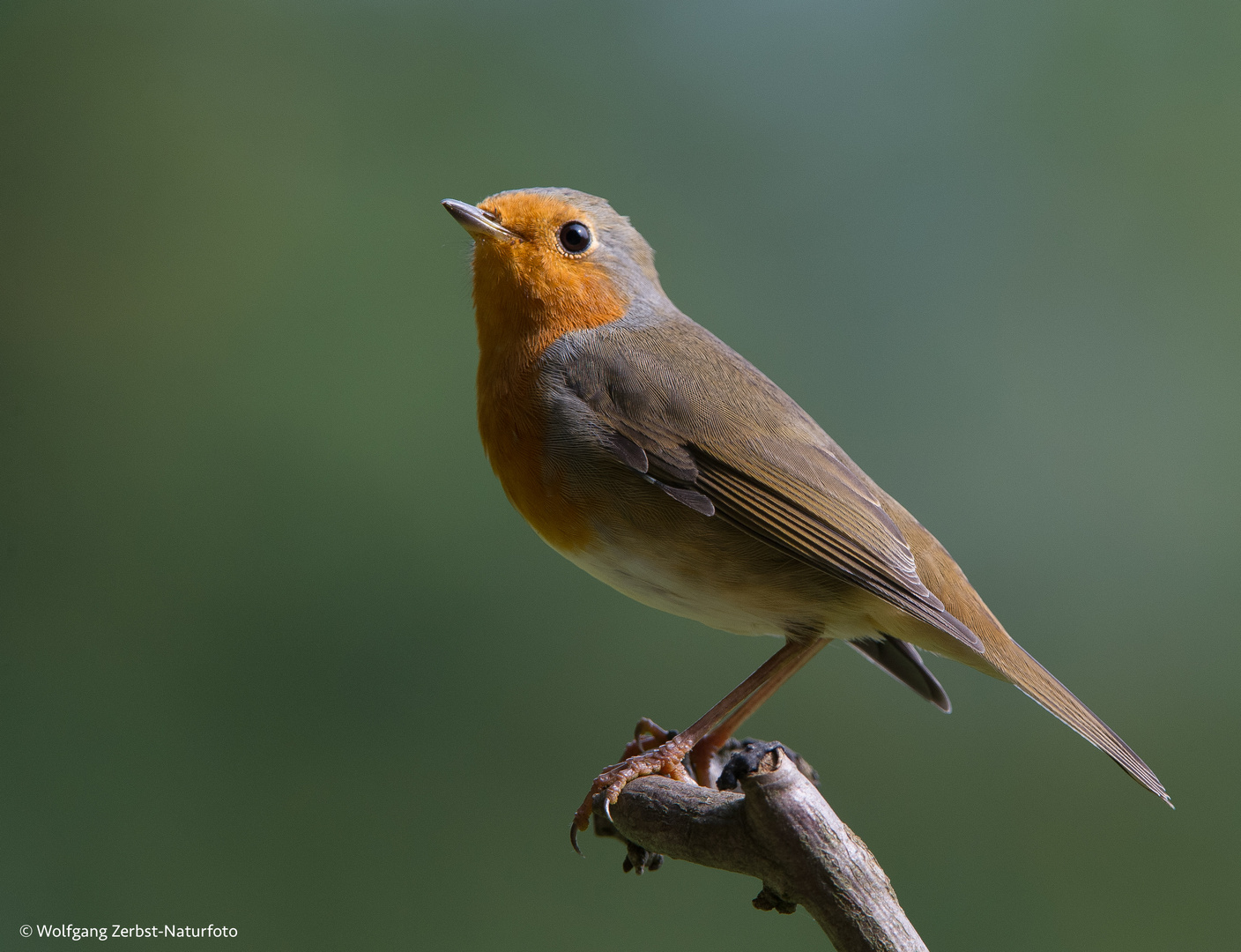 --- Rotkelchen 1 ---  ( Erithacus rubecula )