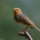 --- Rotkelchen 1 ---  ( Erithacus rubecula )