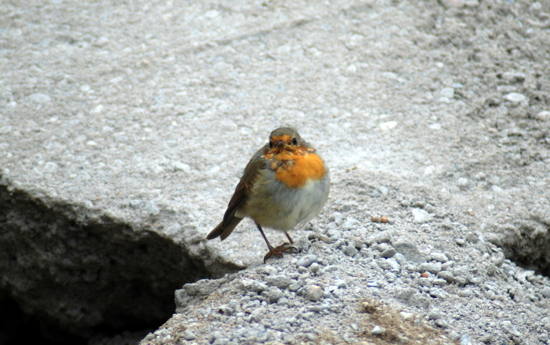 Rotkelchen am Halfeshof