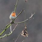 Rotkelchen an der Wupper