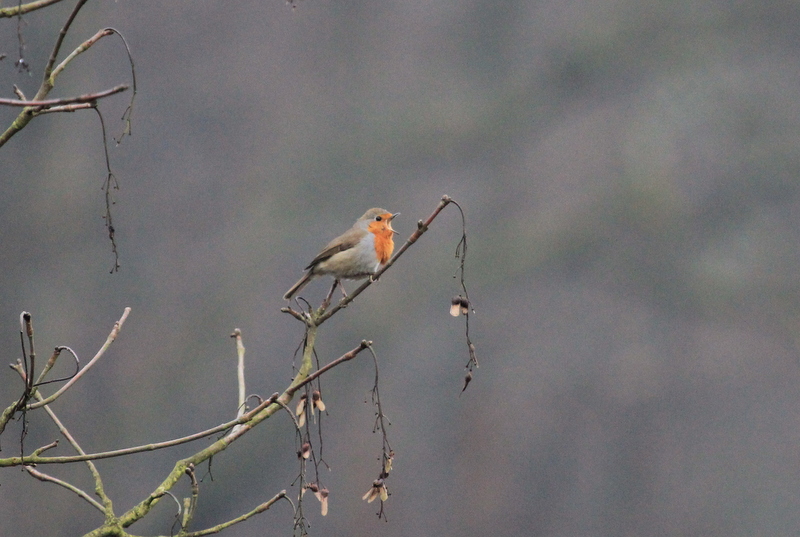 Rotkelchen an der Wupper